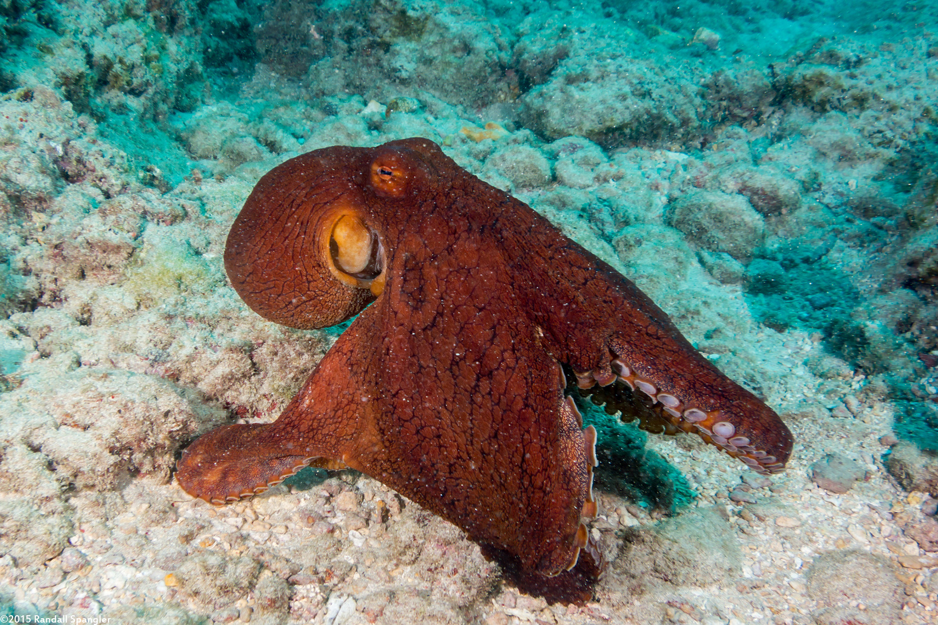 Day Octopus